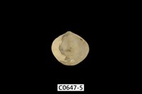 藏品(腕足動物)的圖片